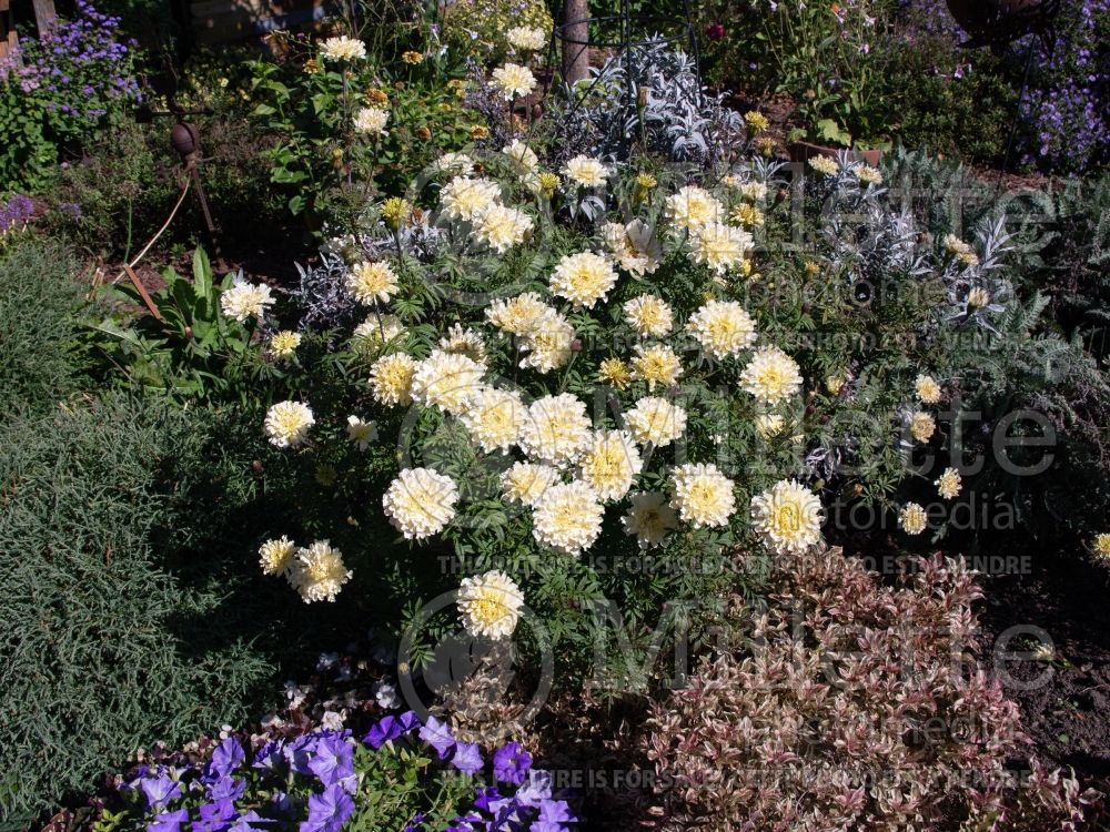 Tagetes Kilimanjaro White (Marigold) 1 