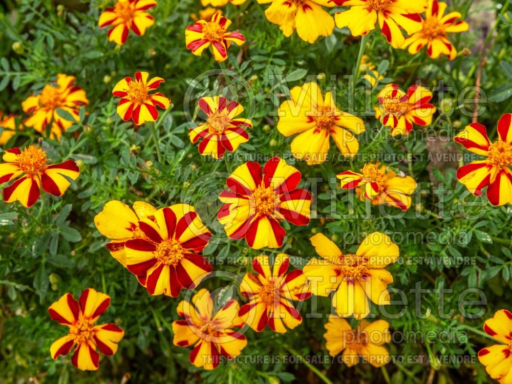Tagetes Mr Majestic (French marigold) 2