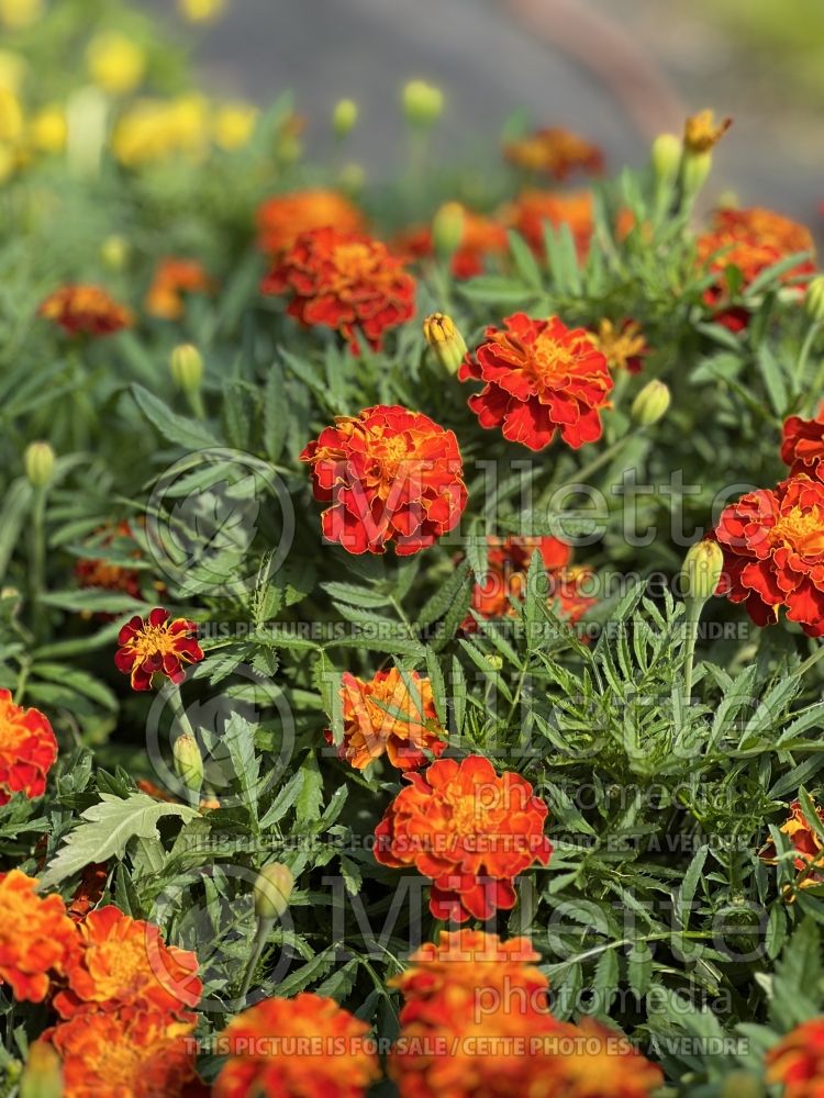 Tagetes Carmen (French Marigold) 1 