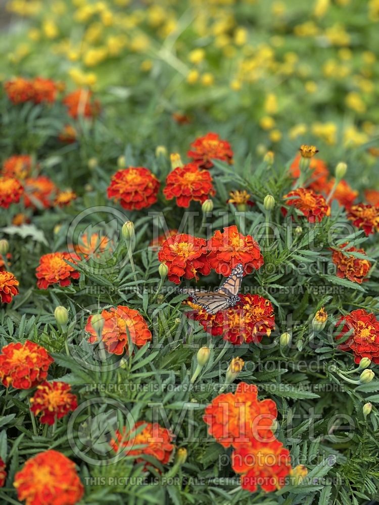 Tagetes Carmen (French Marigold) 2 