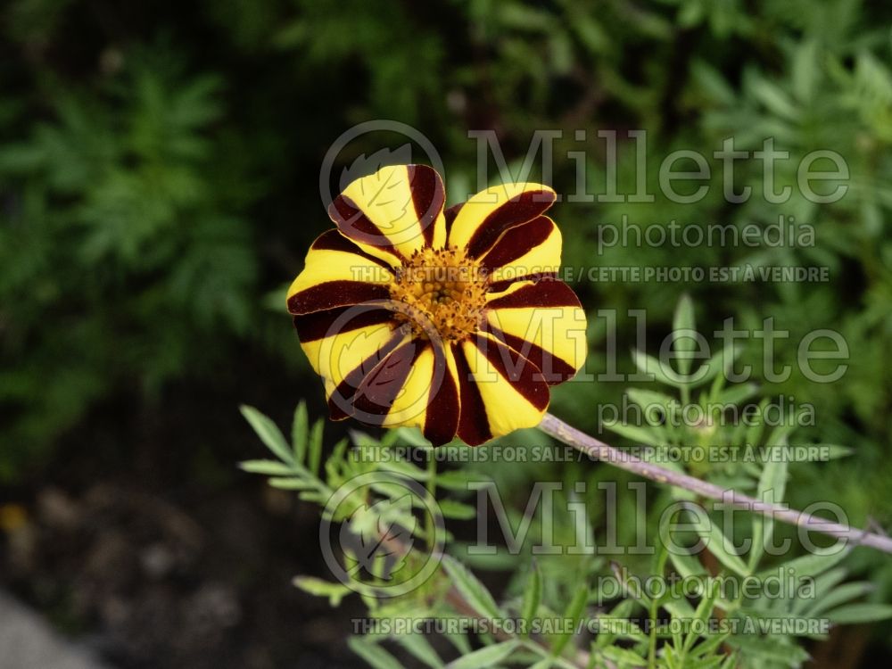 Tagetes Harlequin (French Marigold) 2 