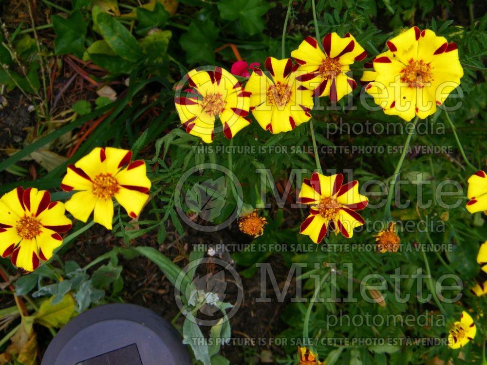 Tagetes Harlequin (French Marigold) 1 