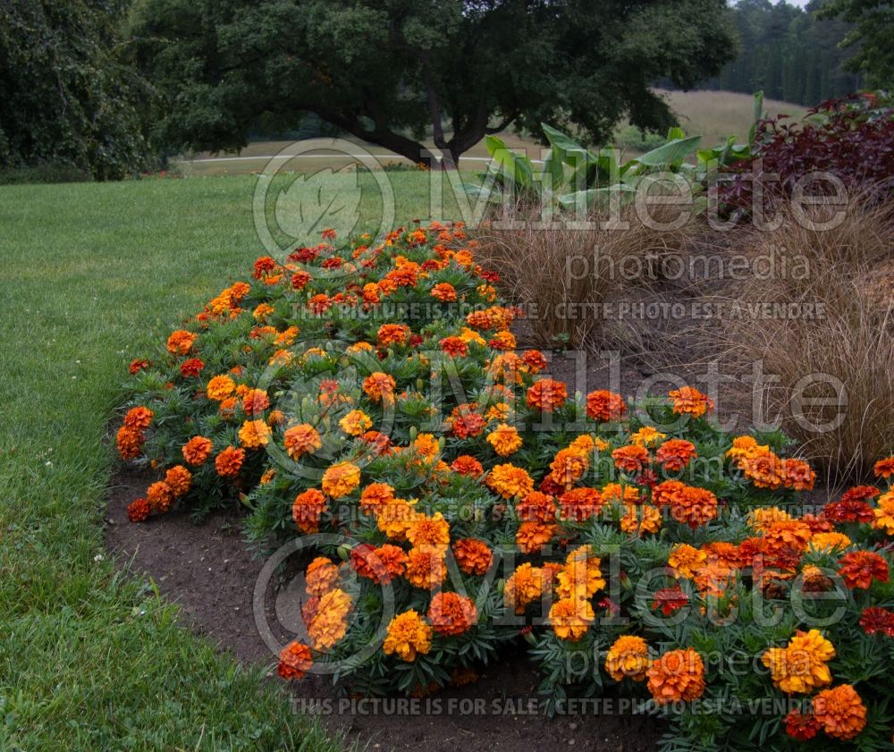 Tagetes Fireball (French marigold) 2 