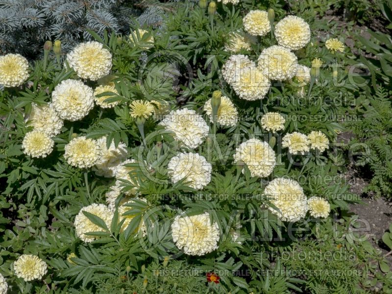 Tagetes French Vanilla (Marigold) 1 