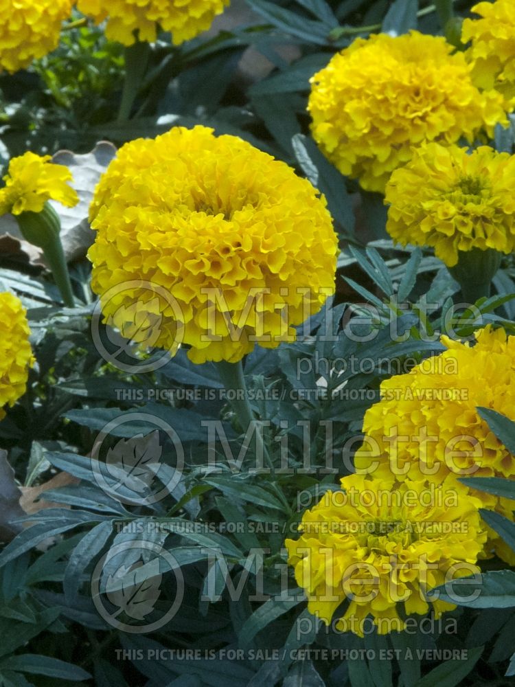 Tagetes Golden Jubilee (Marigold) 1 