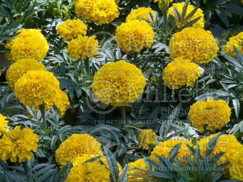 Tagetes Golden Jubilee (Marigold) 2 