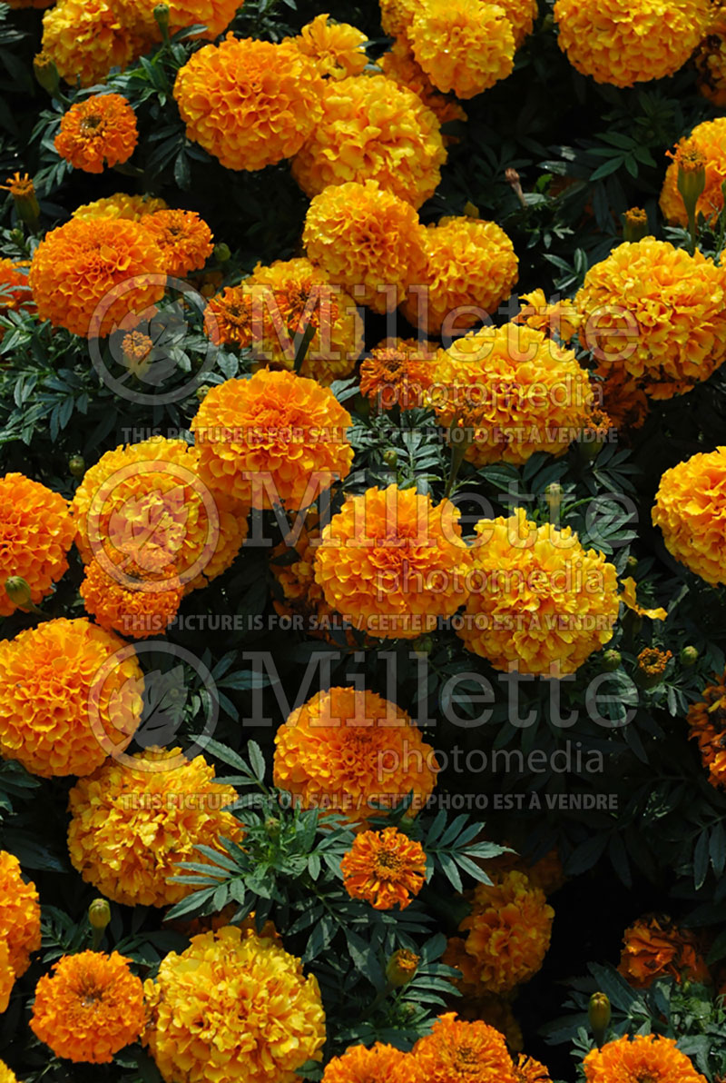 Tagetes Taishan Orange (Marigold) 1 