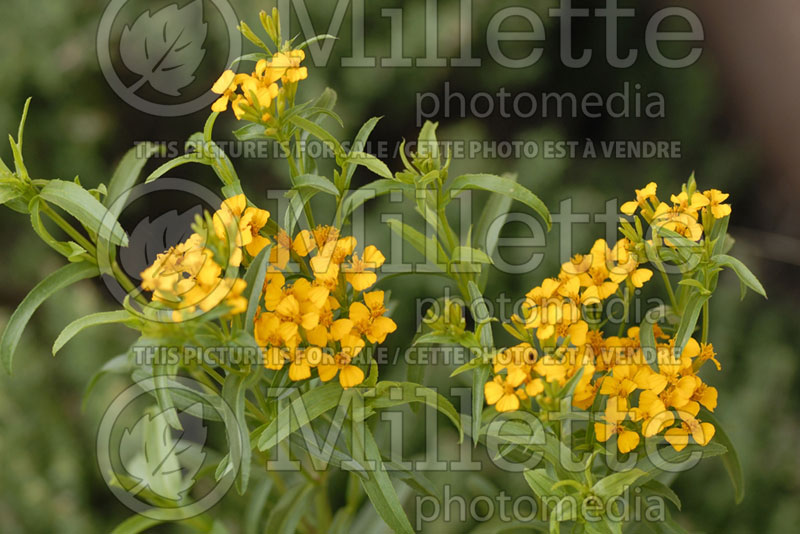 Tagetes lucida (Mexican tarragon) 1 