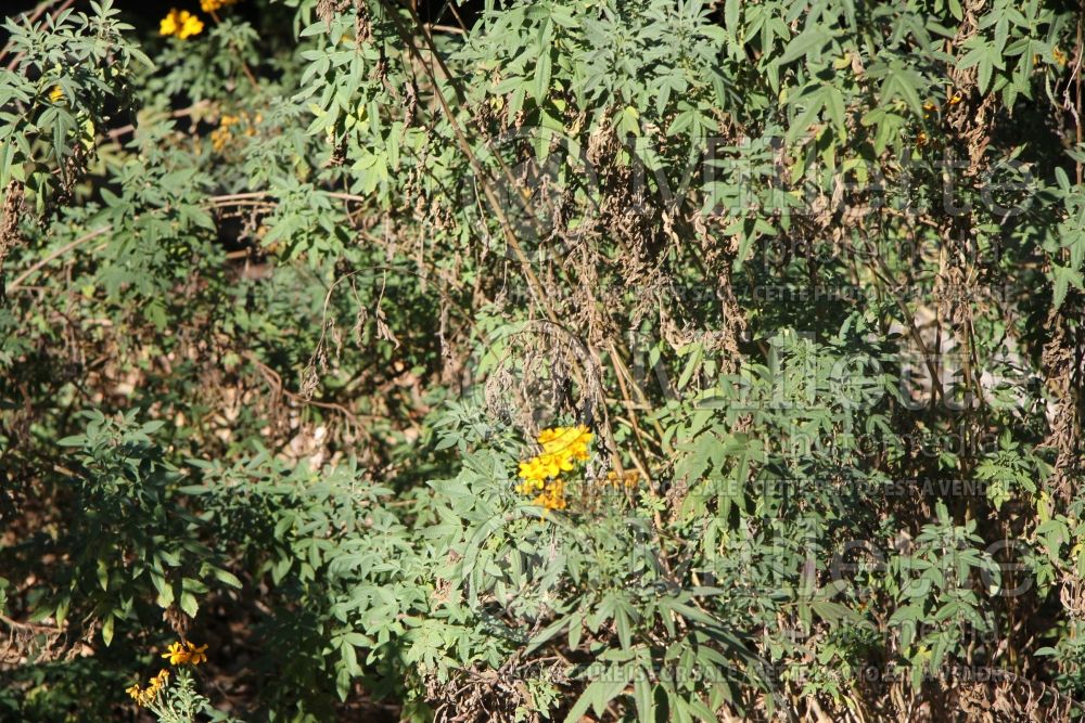 Tagetes nelsonii (marigold) 1 