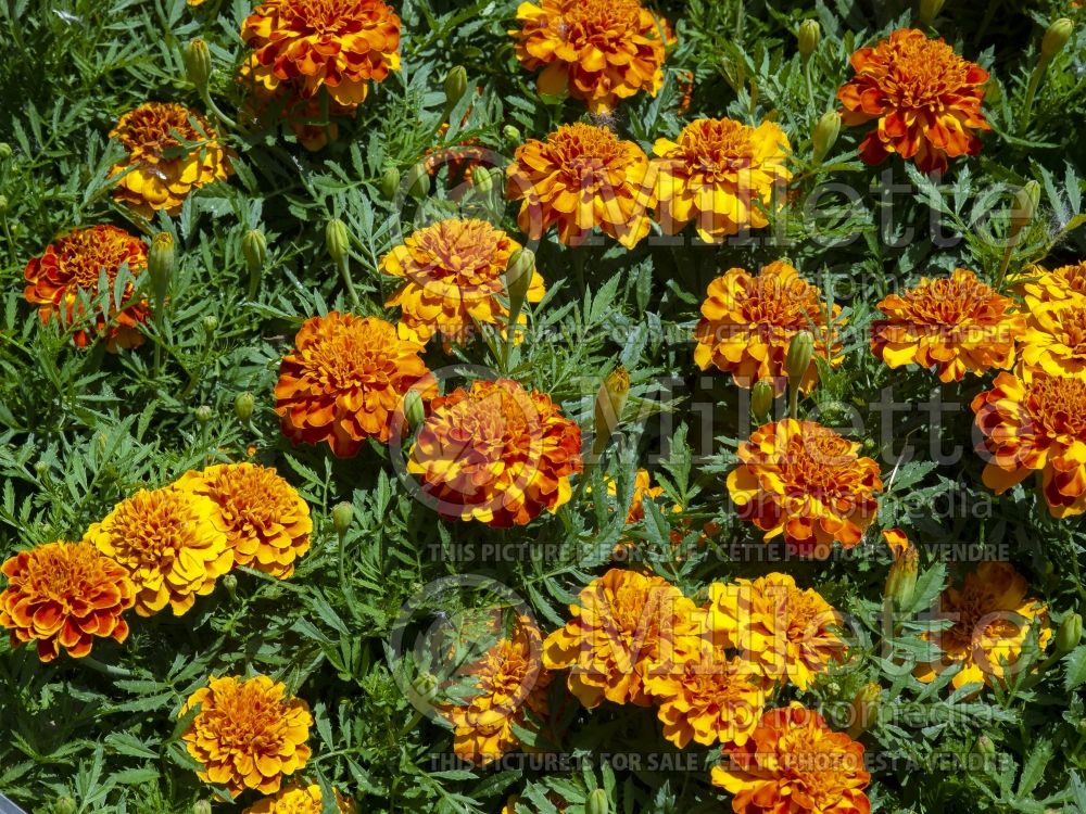 Tagetes Bonanza Bolero (French Marigold) 1 