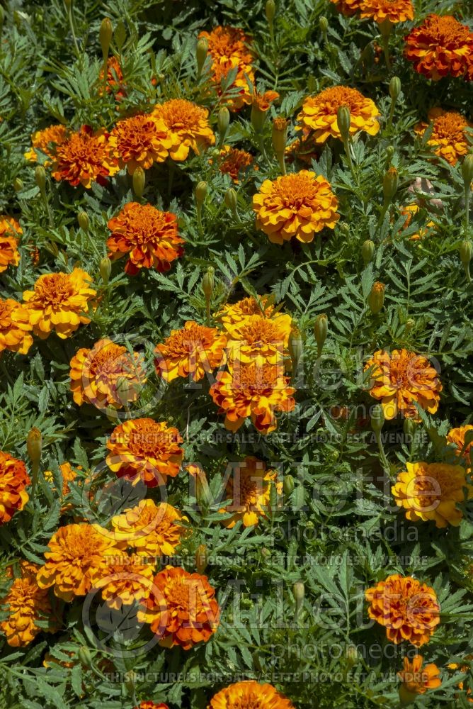 Tagetes Bonanza Bolero (French Marigold) 2 