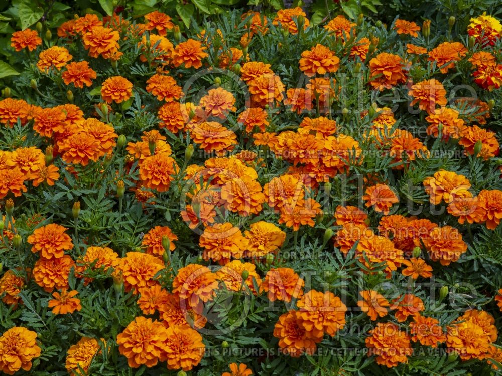 Tagetes Bonanza Deep Orange (Marigold) 1 