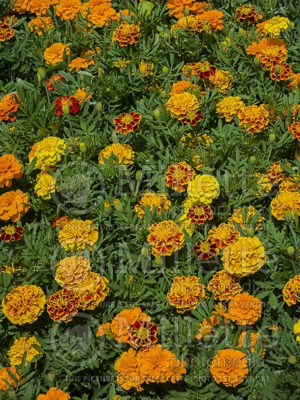 Tagetes Bonanza Mix (French marigold) 1 