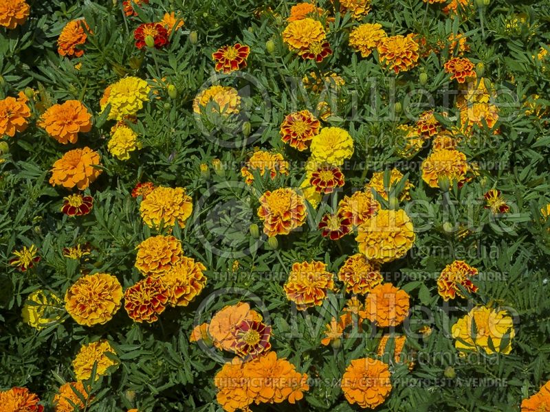 Tagetes Bonanza Mix (French marigold) 2 