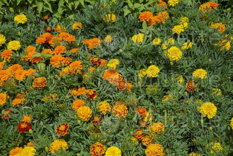 Tagetes Bonanza Mix (French marigold) 3 