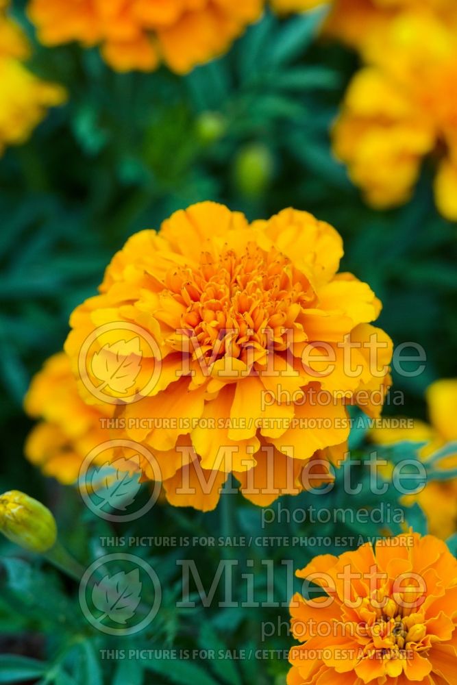 Tagetes Cresta Deep Orange (Marigold) 1 