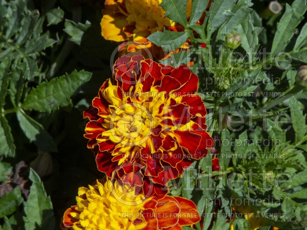 Tagetes Super Hero Spry (French marigold) 4 