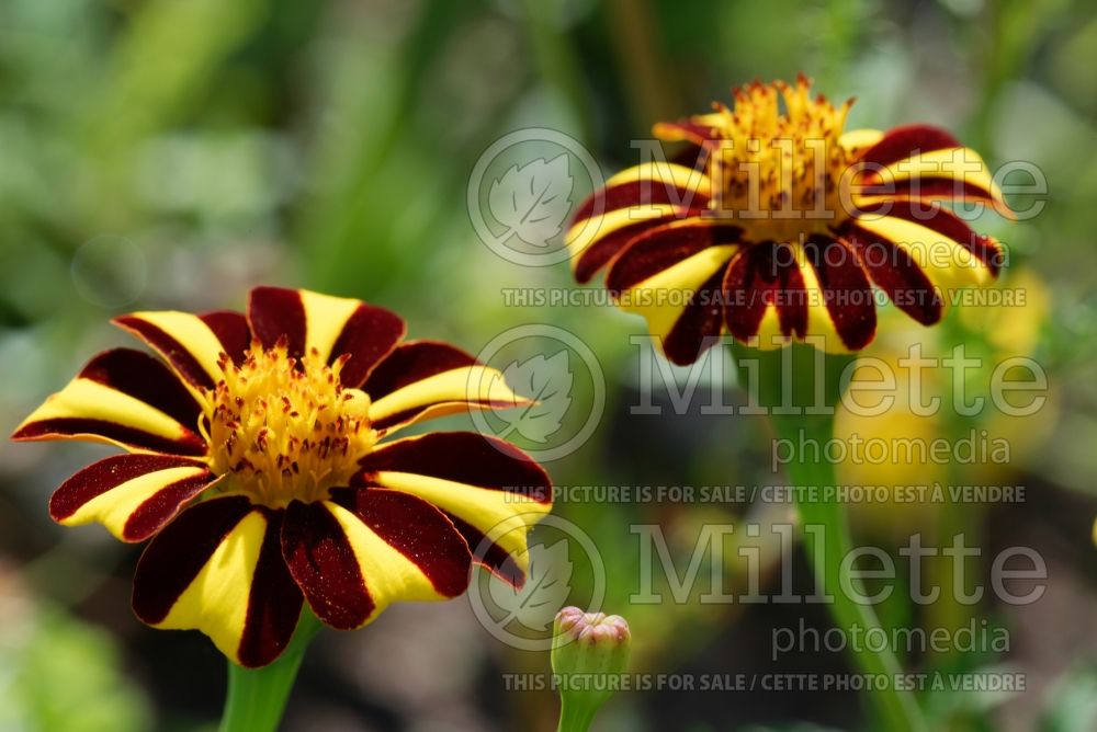 Tagetes Jolly Jester (French marigold) 1 