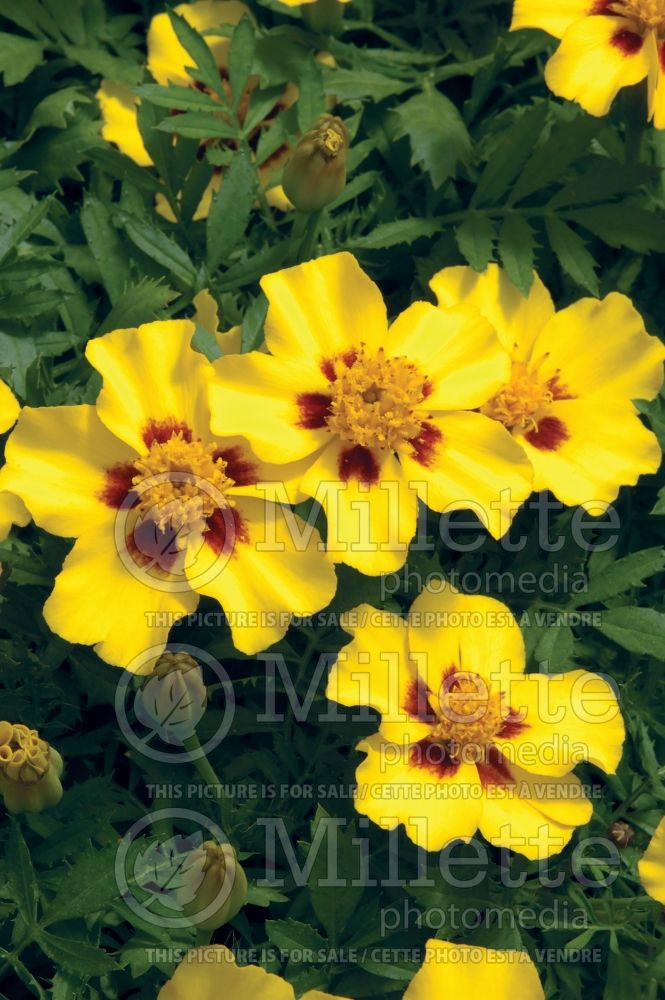 Tagetes Marietta (Marigold) 1 