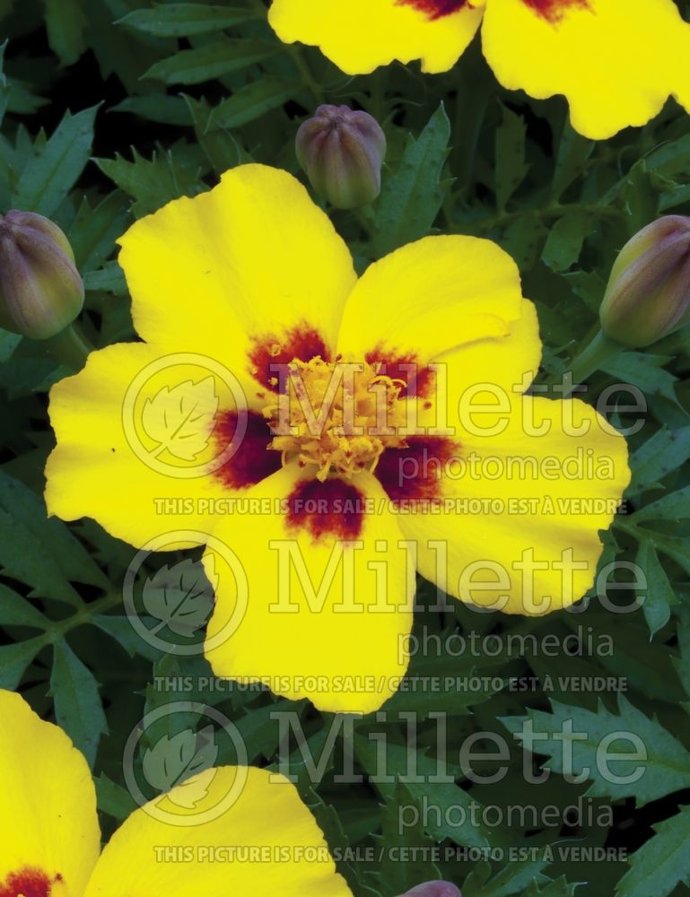 Tagetes Marietta (Marigold) 3 