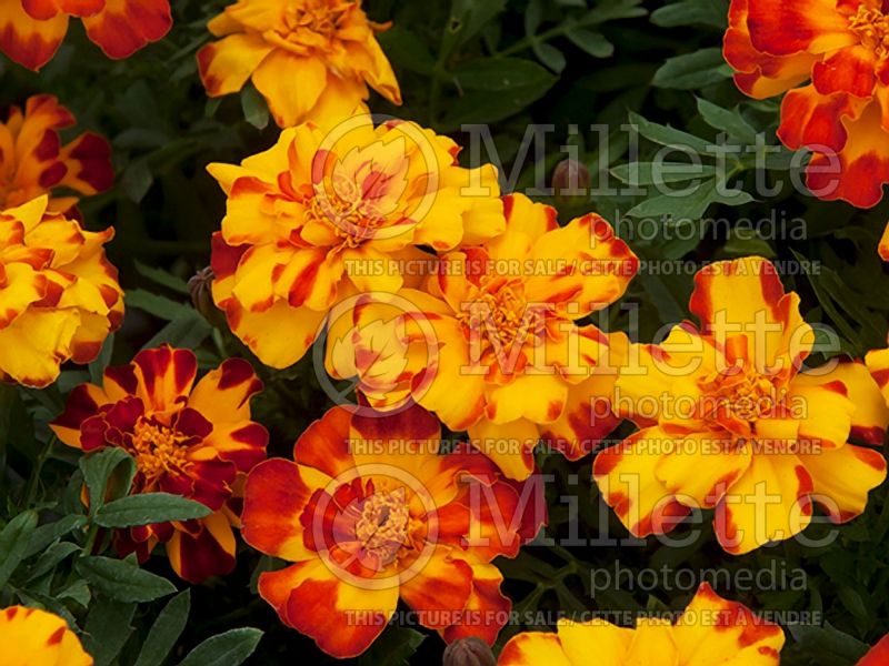 Tagetes Durango Bolero (French marigold) 1 