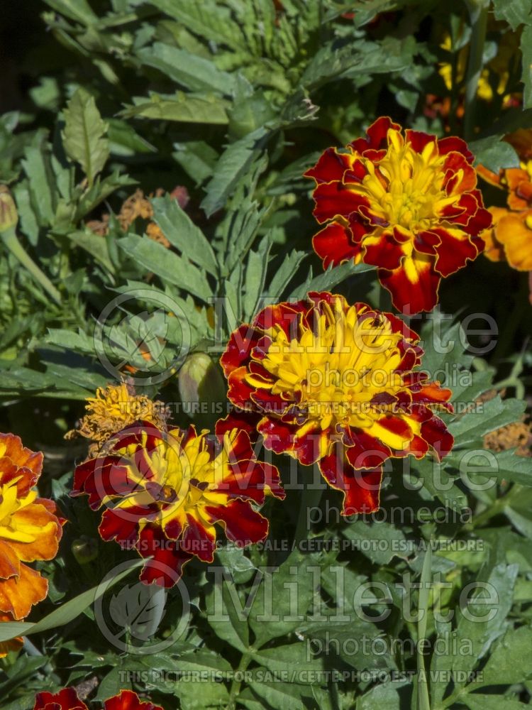 Tagetes Super Hero Spry (French marigold) 5 