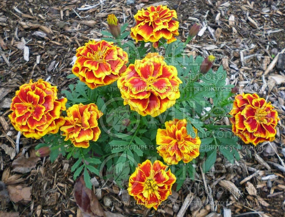 Tagetes patula (French marigold) 1 