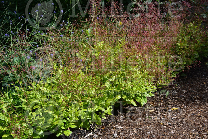 Talinum Limon or Claytonia paniculata (Jewels of Opar) 1 