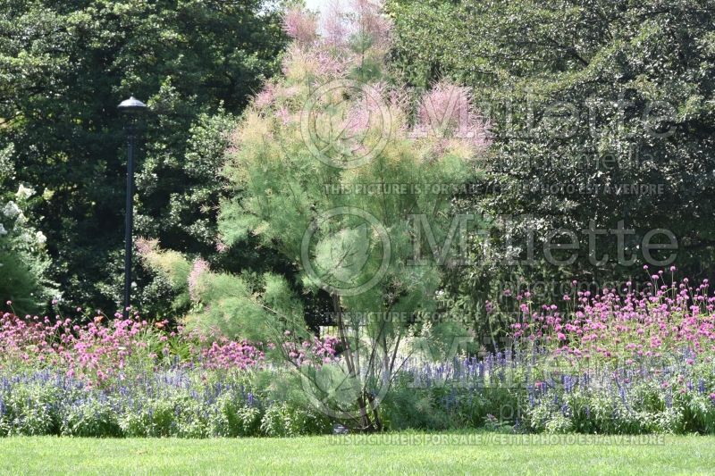 Tamarix Pink Cascade (tamarisk) 1