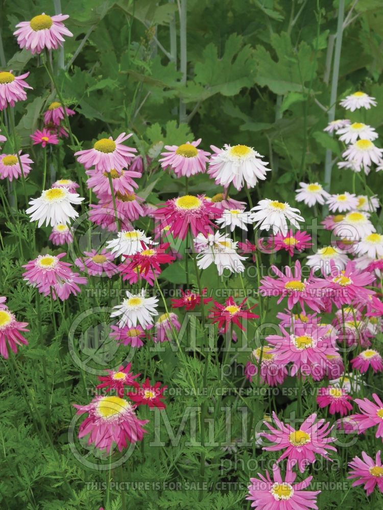 Tanacetum coccineum Mixed (Painted Daisy) 1 