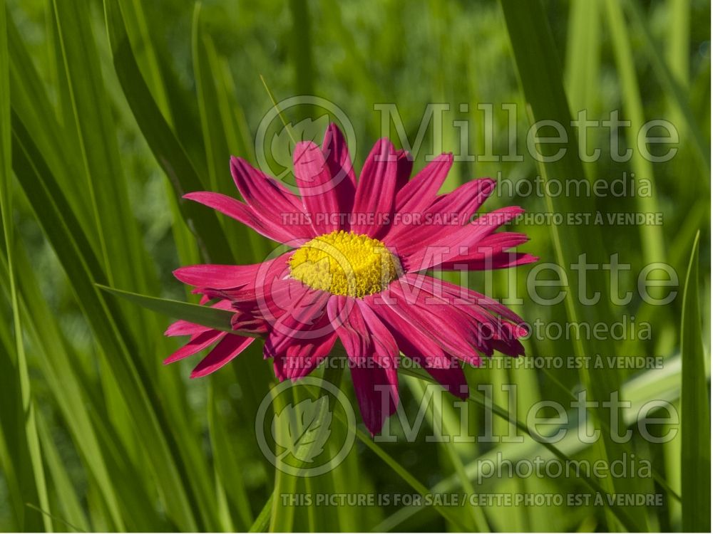 Photo Of Tanacetum Aka Chrysanthemum Robinson S Red Painted Daisy