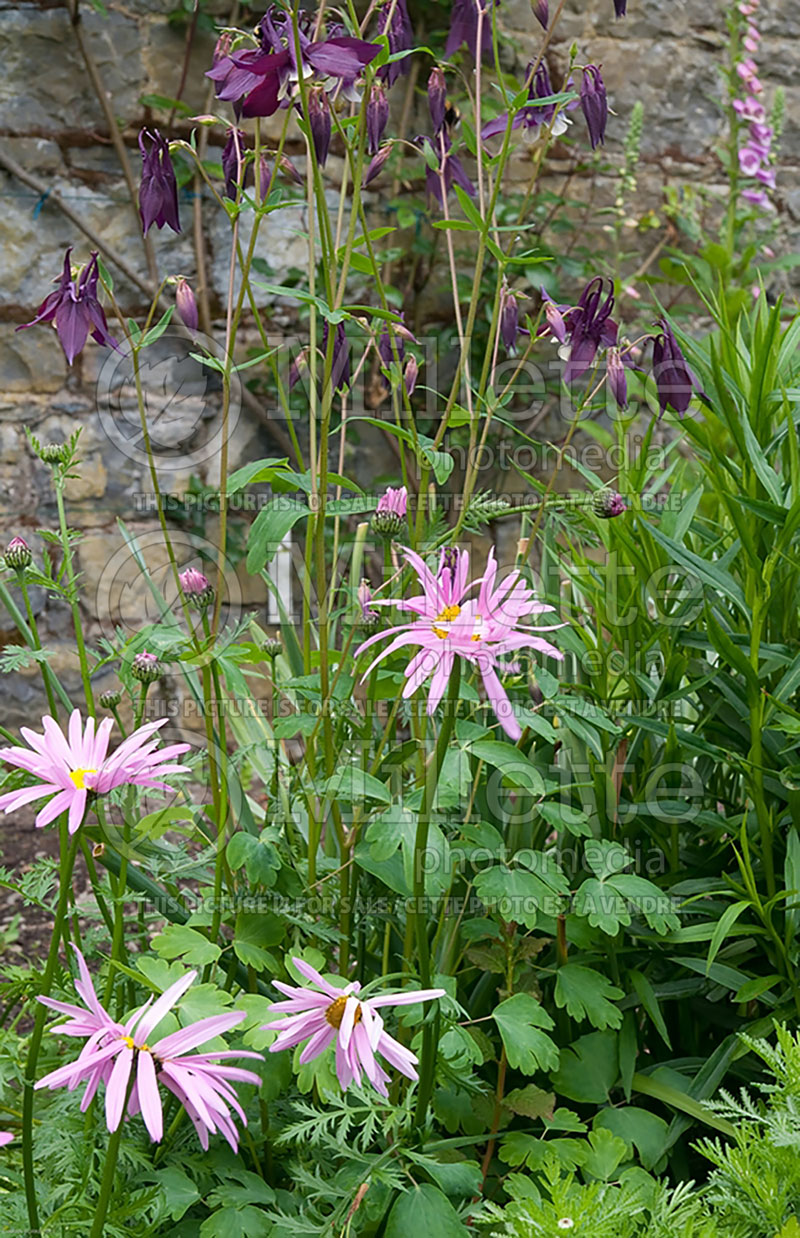 Tanacetum Robinson Pink (Painted Daisy) 1 