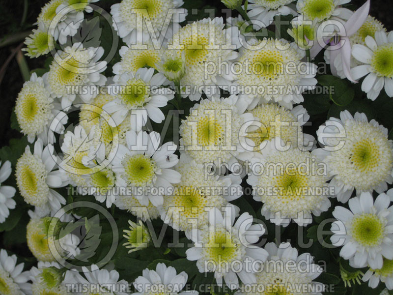 Tanacetum Santana (Painted Daisy) 1