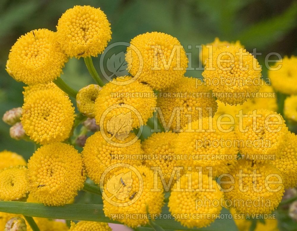 Tanacetum aka Chrysanthemum Tansy (Painted Daisy) 1