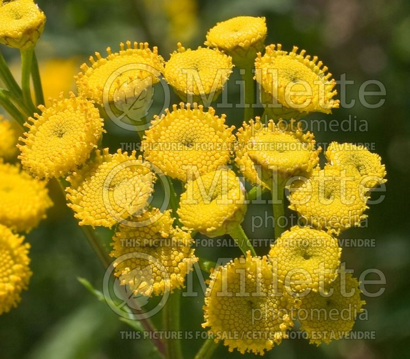 Tanacetum aka Chrysanthemum Tansy (Painted Daisy) 2 