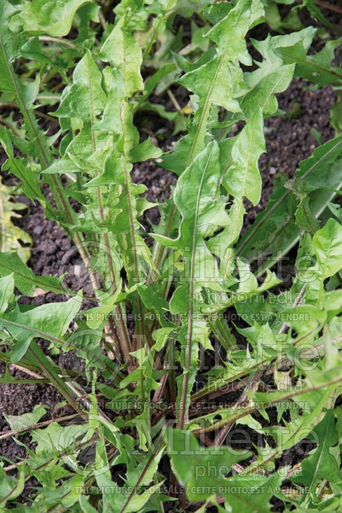 Taraxacum officinale (dandelion herbs) 8 