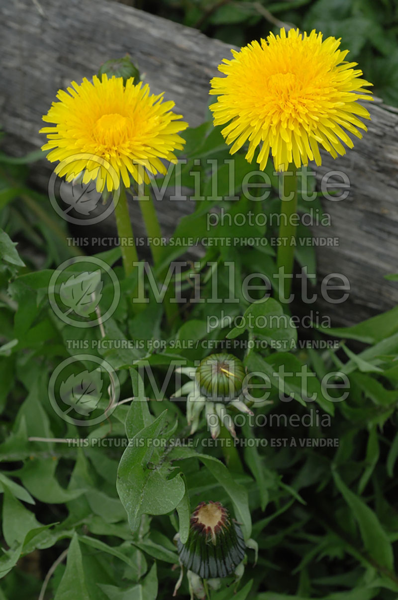 Taraxacum officinale (dandelion herbs - pissenlit) 1 