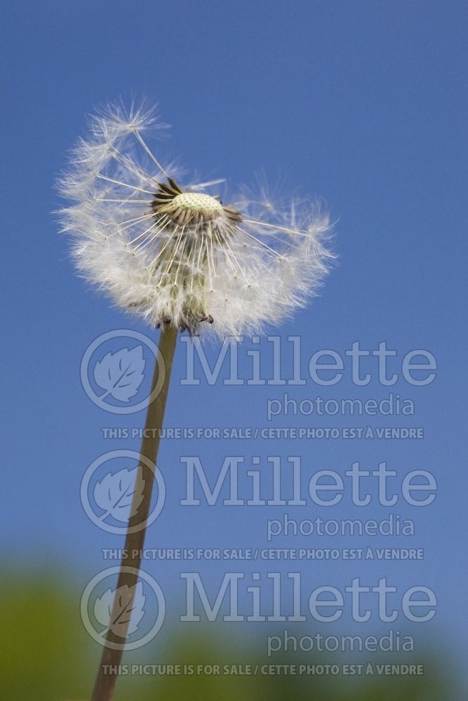 Taraxacum officinale - dandelion - pissenlit - flower seed head in spring 7