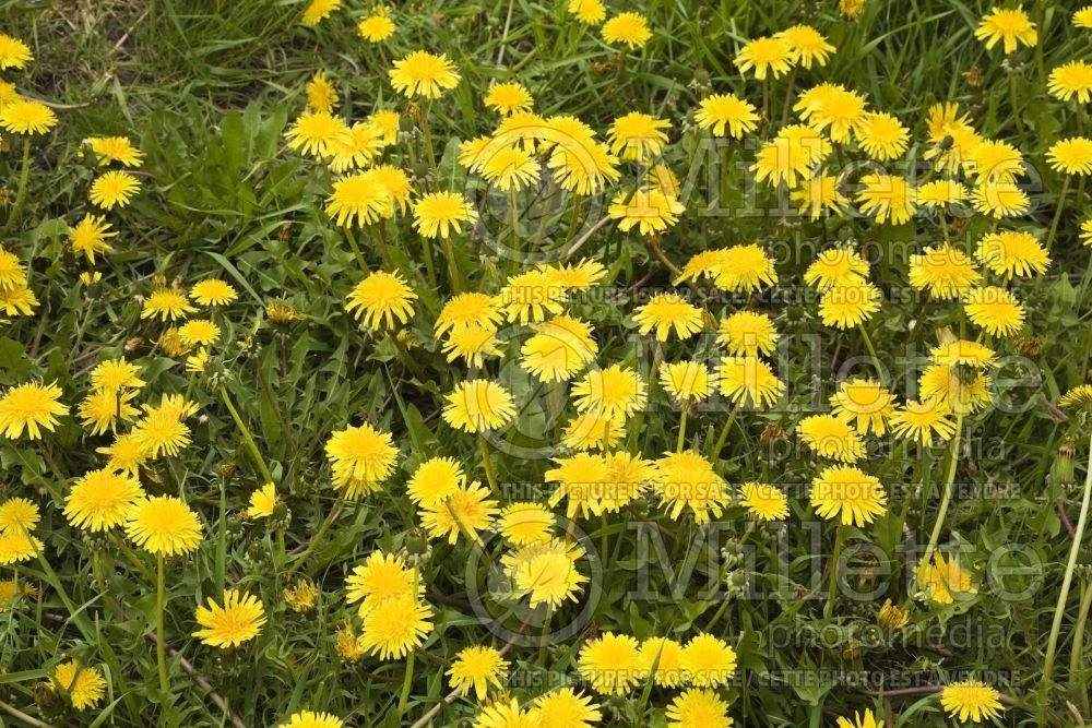 Taraxacum officinale (dandelion herbs - pissenlit) 4 