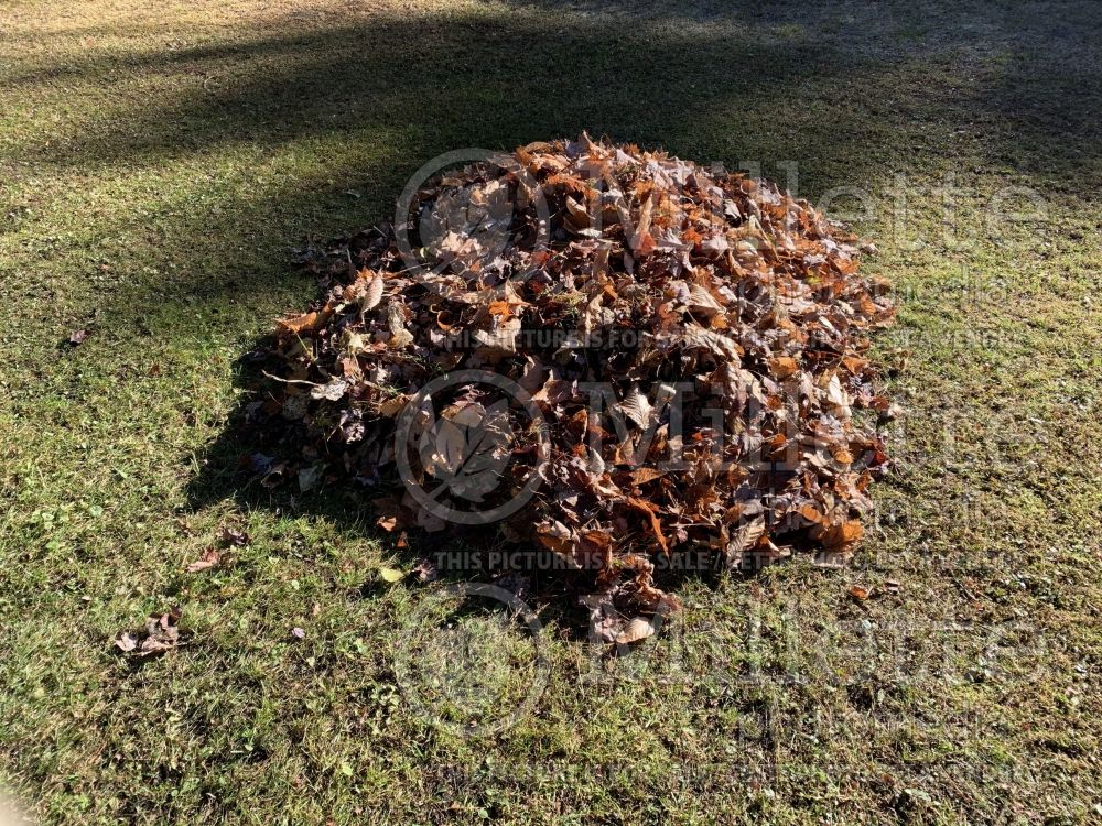 Pile of fallen leaves in autumn 1