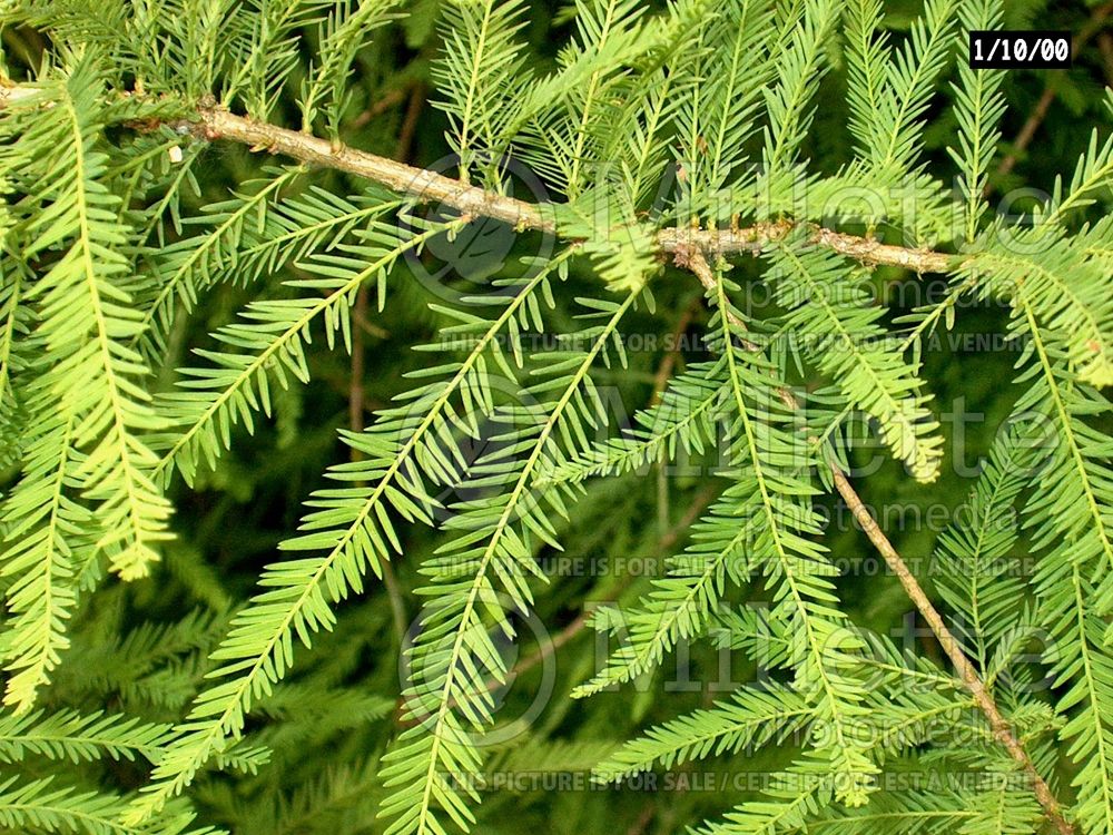 Taxodium distichum (Bald Cypress conifer) 18