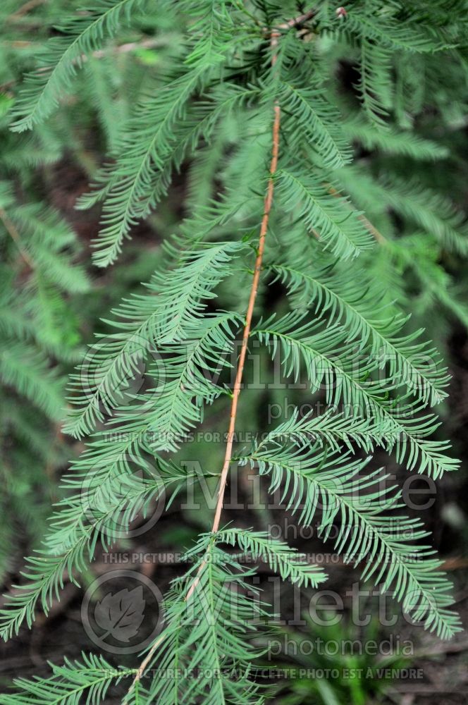 Taxodium distichum (Bald Cypress conifer) 19