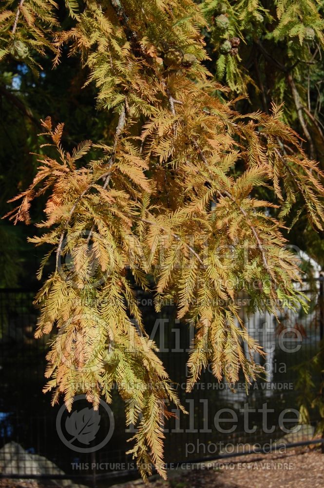 Taxodium distichum (Bald Cypress conifer) 21