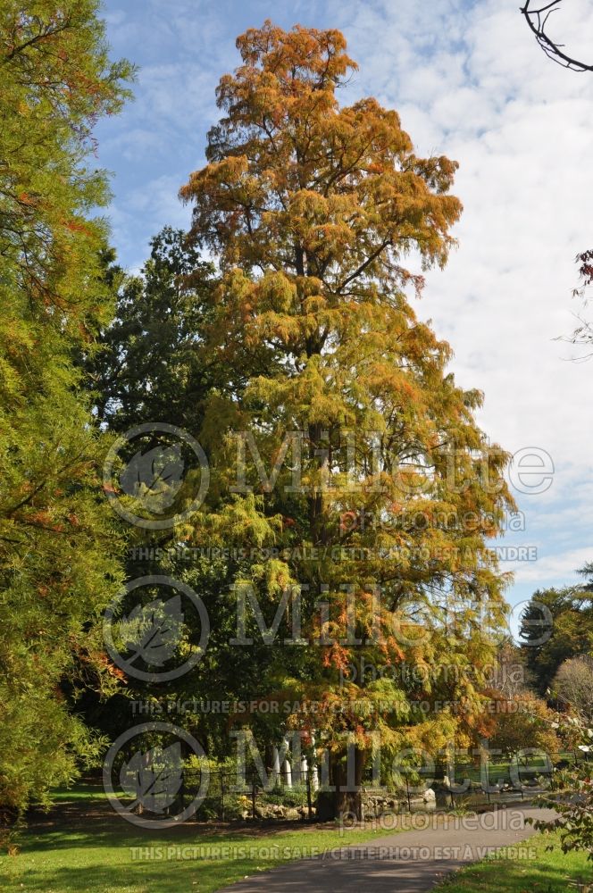 Taxodium distichum (Bald Cypress conifer) 22