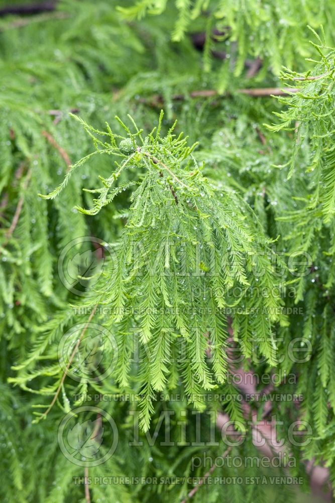 Taxodium distichum (Bald Cypress conifer) 25