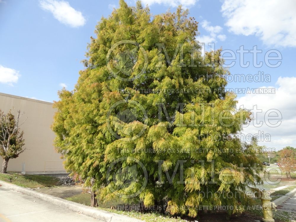 Taxodium distichum (Bald Cypress conifer) 17
