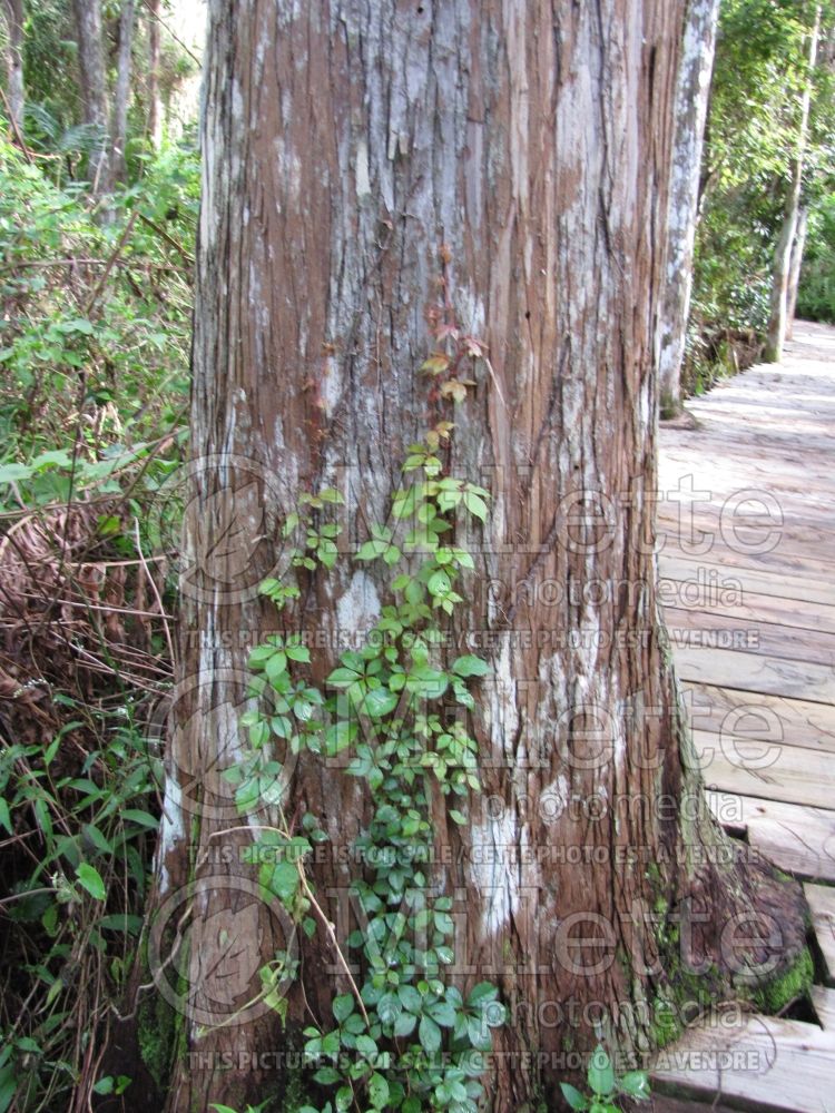 Taxodium distichum (Bald Cypress conifer) 12