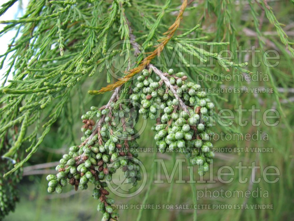 Taxodium distichum (Bald Cypress conifer) 13