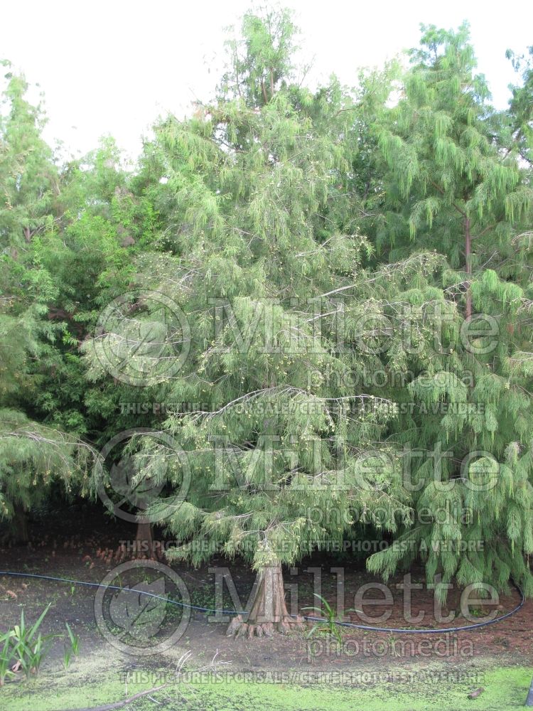 Taxodium distichum (Bald Cypress conifer) 14