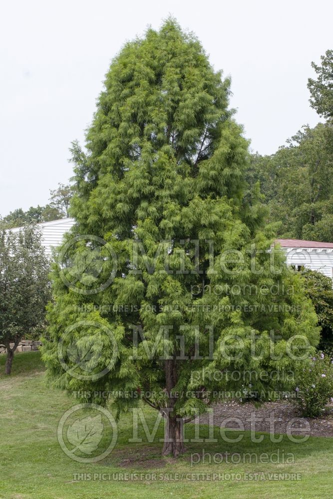 Taxodium distichum (Bald Cypress conifer) 23